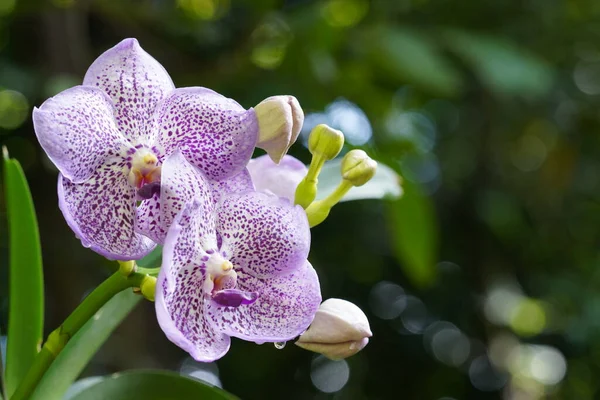 Belas Flores Orquídeas Jardim — Fotografia de Stock