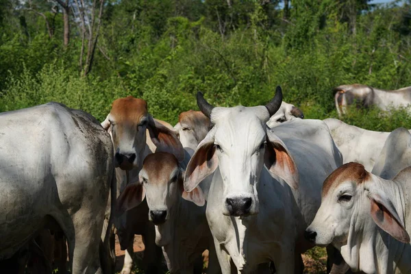 Yaz mevsiminde çayırdaki inekler 