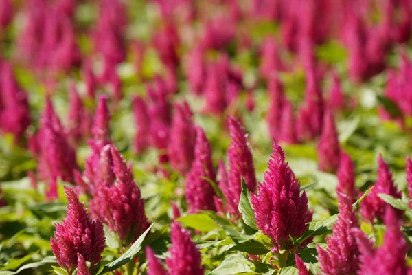 Renkli çiçeklerin yakın çekimi. bahar arkaplanı