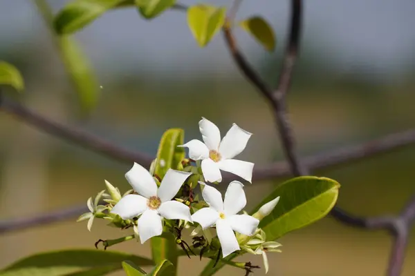 Primer Plano Hermosas Flores Blancas Jardín —  Fotos de Stock