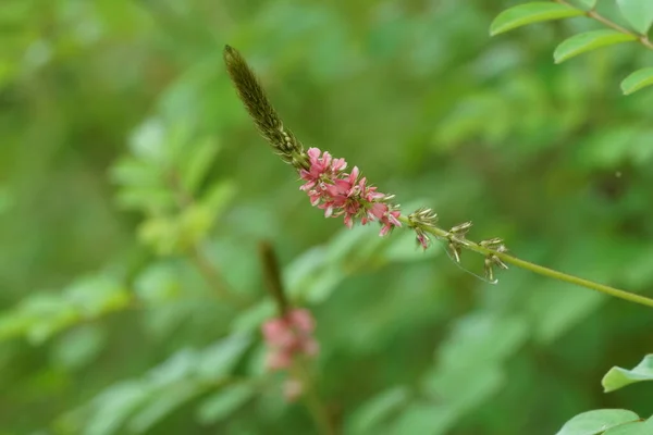 庭の緑の花の葉を閉じて — ストック写真