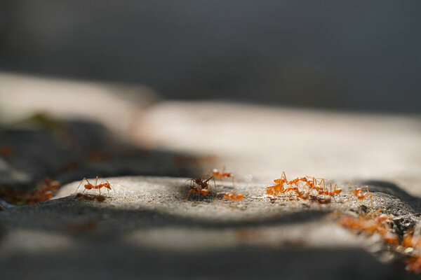closeup shot of ants outdoors, selective focus