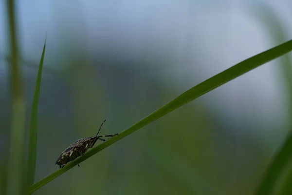 Güzel Böcekler Doğa Arka Planı — Stok fotoğraf
