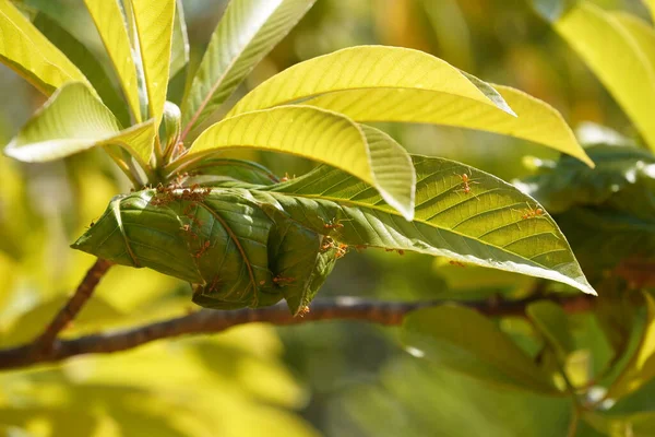 Yeşil yapraklı böceklerin yakın plan görüntüsü, bitki örtüsü.