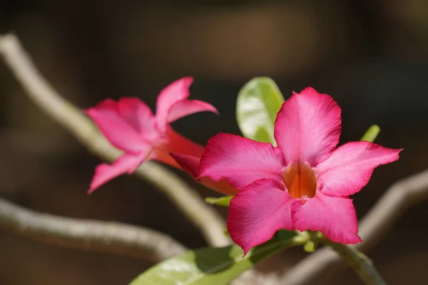 Closeup Pink Hibiscus Flowers Blurred Background — Stock Photo, Image