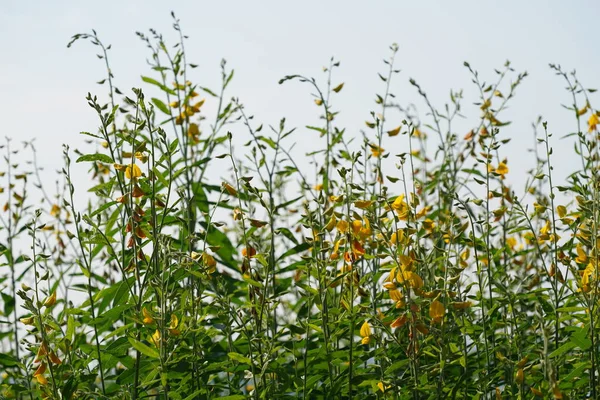 Bahçedeki sarı çiçekler.