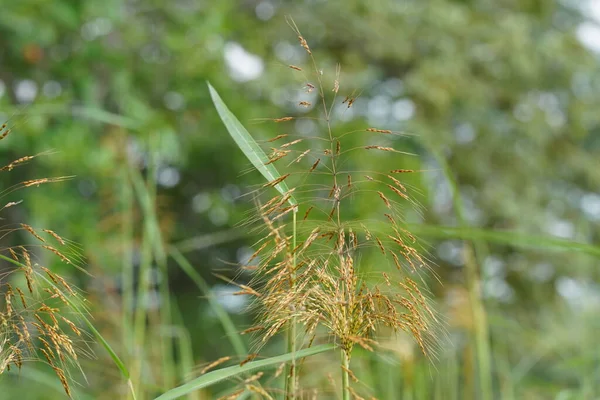 yaz yeşil çim alanı