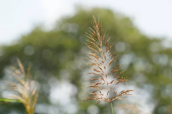 在夏天的绿草字段 — 图库照片