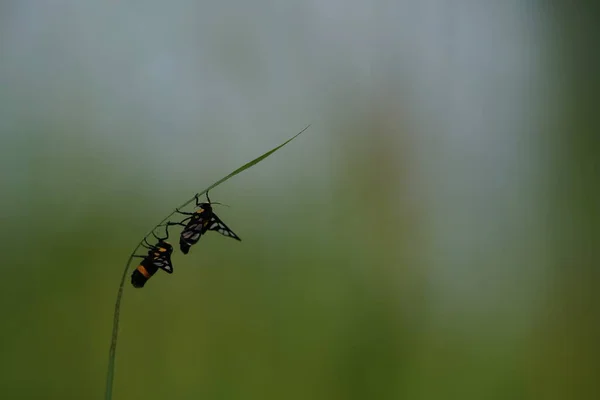 Mooie Insecten Natuur Achtergrond — Stockfoto