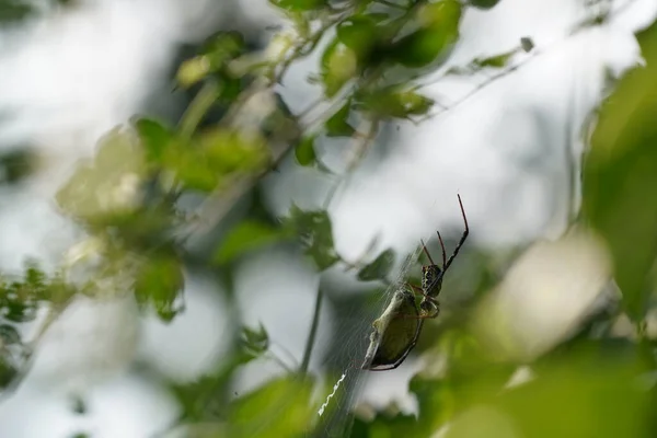 Pavučina Přírodě — Stock fotografie