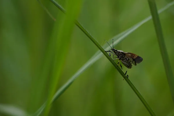 Nahaufnahme Schöner Insekten Auf Verschwommenem Naturhintergrund — Stockfoto