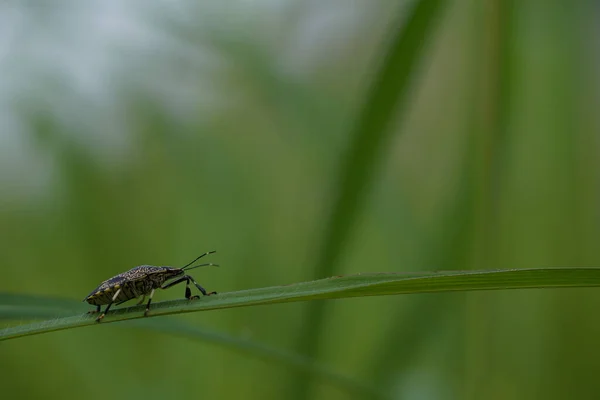 Krásný Hmyz Příroda Pozadí — Stock fotografie