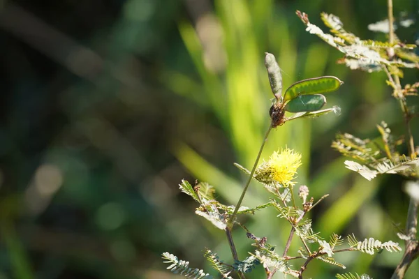 Güzel botanik fotoğrafı, doğal duvar kağıdı.