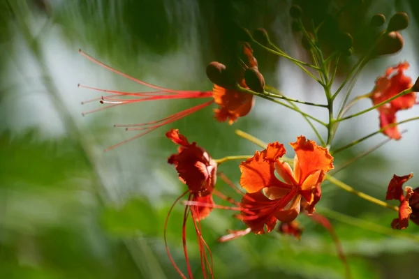 Närbild Vackra Blommande Blommor Trädgården — Stockfoto