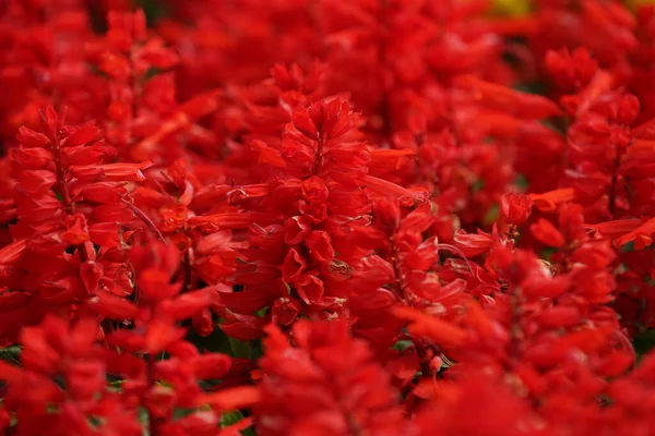 Bahçede çiçek açan güzel kırmızı çiçeklerin yakın plan görüntüsü, seçici odaklanma