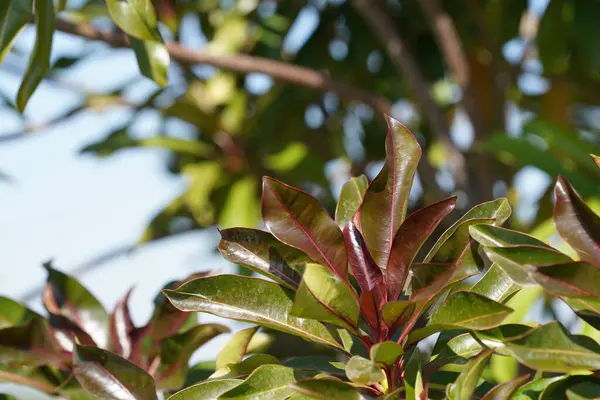 Güzel botanik fotoğrafı, doğal duvar kağıdı.