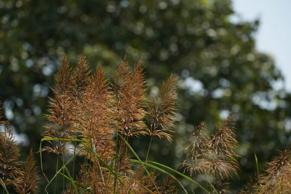 Arka planda bulanık yeşil çimlerin yakın plan görüntüsü