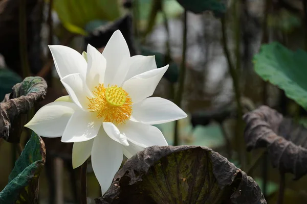 Schöne Lotusblumen Garten — Stockfoto