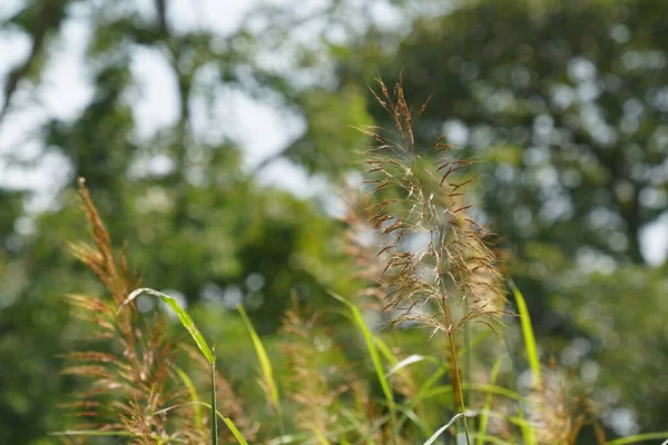 Green Grass Field Summer — Stock Photo, Image