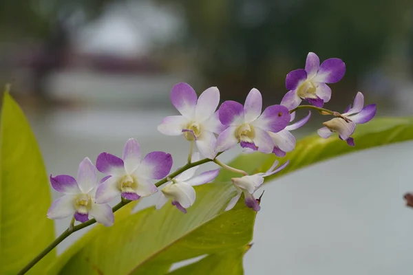 Kaunis Orkidea Kukkia Puutarhassa — kuvapankkivalokuva