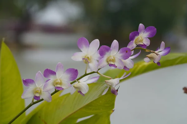 Belas Flores Orquídeas Jardim — Fotografia de Stock