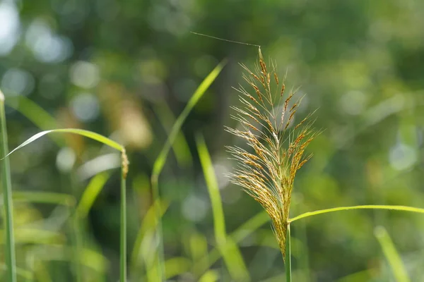 Campo Grama Verde Verão — Fotografia de Stock