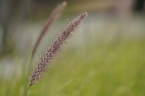 Schönes Wildes Gras Frühling Auf Der Wiese — Stockfoto