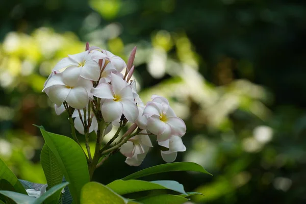 Piękne Białe Kwiaty Ogrodzie — Zdjęcie stockowe