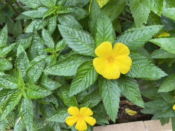 Folhas Verdes Frescas Flores Amarelas Jardim — Fotografia de Stock