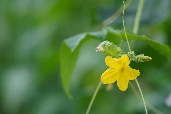 Bellissimi Fiori Gialli Giardino — Foto Stock