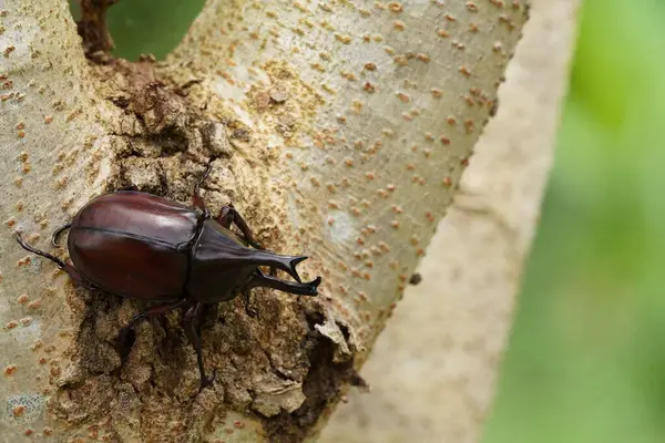 Black Beetle Plant Wildlife — Stock Photo, Image