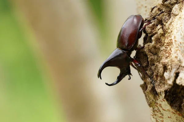 Black Beetle Plant Wildlife — Stock Photo, Image