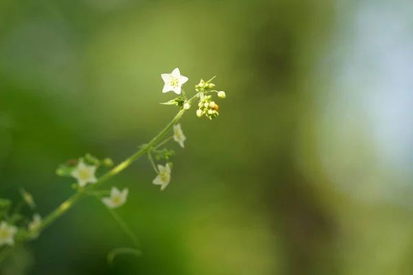 Hermoso Plano Botánico Fondo Pantalla Natural — Foto de Stock