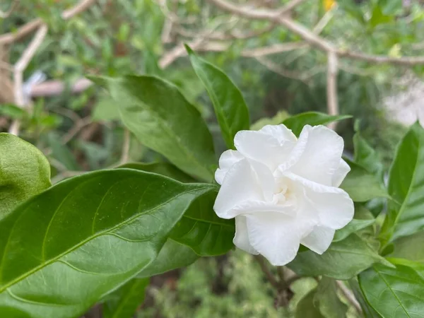 Schöne Botanische Aufnahme Natürliche Tapete — Stockfoto