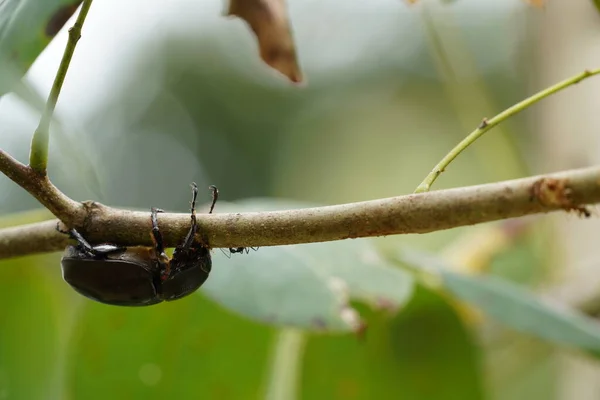 Coléoptère Noir Sur Plante Dans Faune — Photo