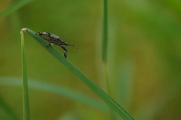 Schöne Insekten Natur Hintergrund — Stockfoto