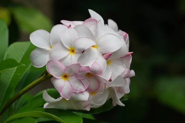 Vue Rapprochée Belles Fleurs Fleurs Dans Jardin — Photo