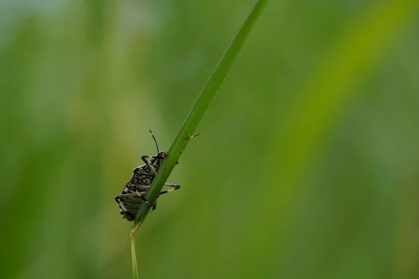 Close View Beautiful Insects Blurred Nature Background — 스톡 사진