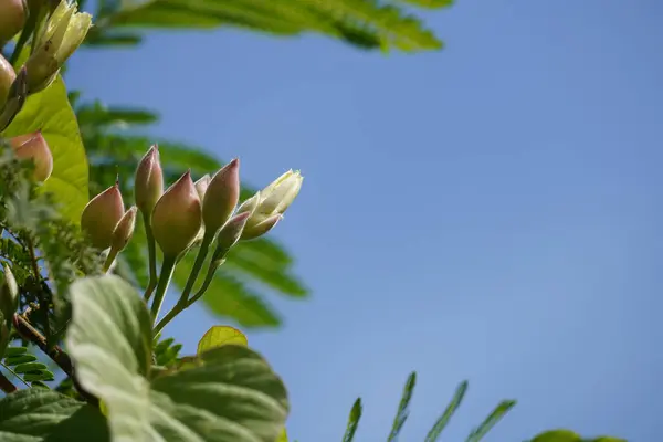 美丽的植物学照片 天然壁纸 — 图库照片