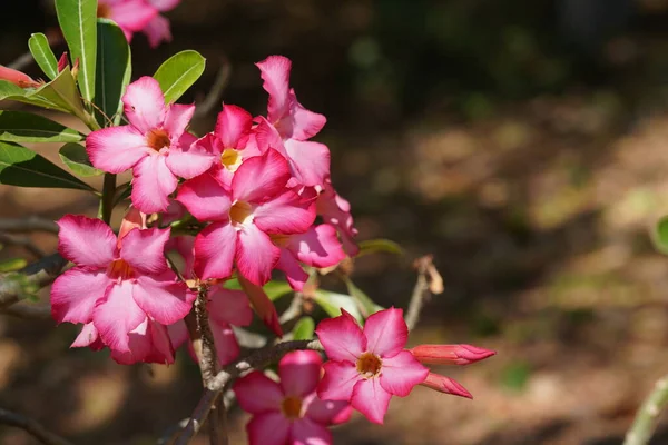 Belles Fleurs Roses Dans Jardin — Photo