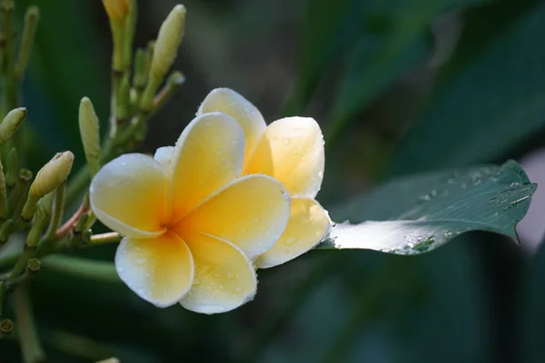 Kwiaty Plumerii Ogrodzie Flora — Zdjęcie stockowe