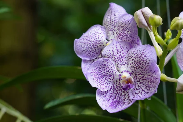 Fiori Orchidea Che Crescono Nel Giardino — Foto Stock