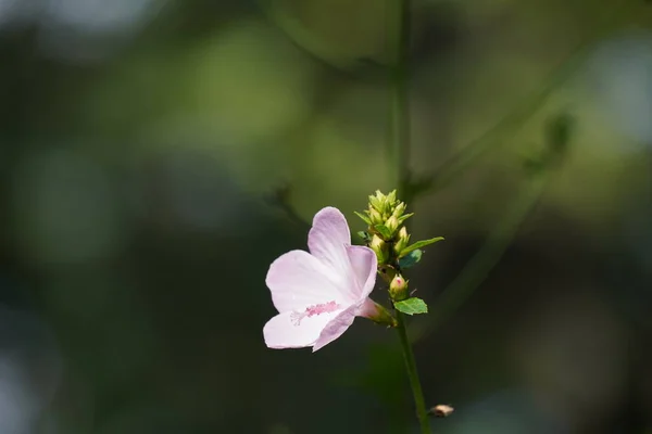 Beautiful Pink Flowers Garden — Stock Photo, Image