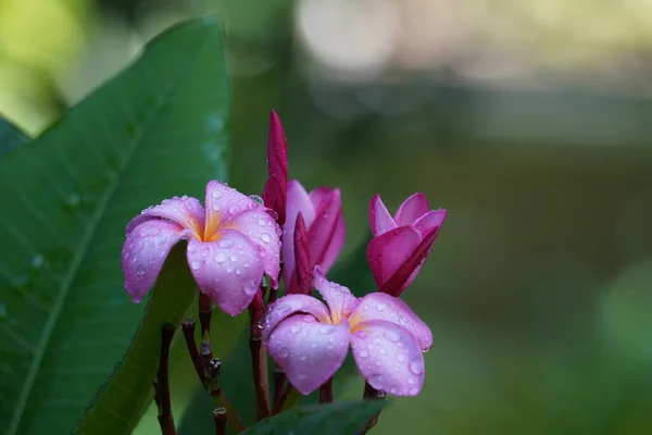 Belas Flores Orquídea Rosa Jardim — Fotografia de Stock