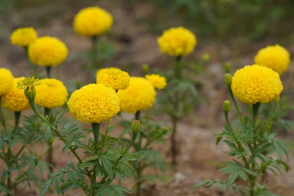 güzel çiçek Bahçe, yakın çekim