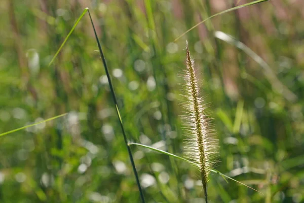 Piękne Botaniczne Ujęcie Naturalna Tapeta — Zdjęcie stockowe