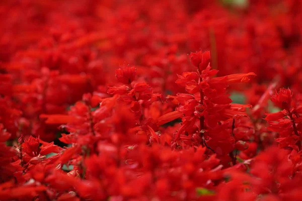 Bahçede çiçek açan güzel kırmızı çiçeklerin yakın plan görüntüsü, seçici odaklanma