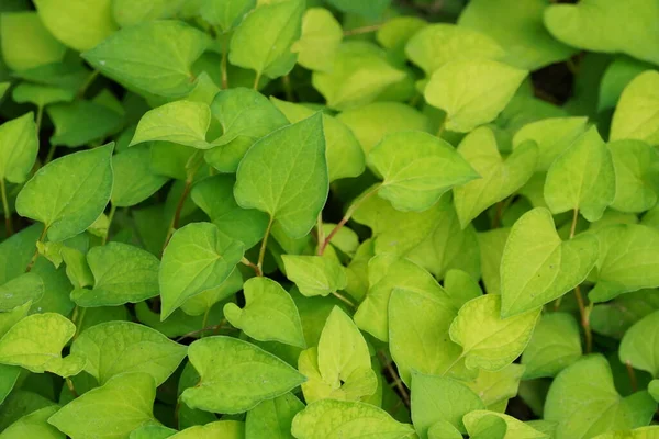 Hermoso Plano Botánico Fondo Pantalla Natural — Foto de Stock