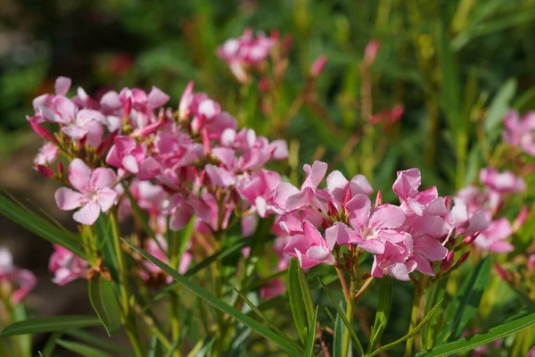 Bahçede çiçek açan güzel çiçeklerin yakın çekim görüntüsü