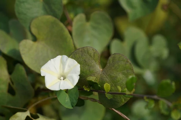 Fiore Bianco Giardino — Foto Stock